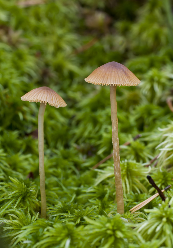 Galerina sphagnorum